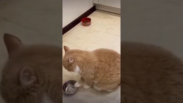 Котейки жгут смотреть онлайн