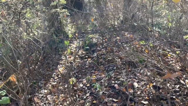 Самые большие деревья в таинственном лесу смотреть онлайн