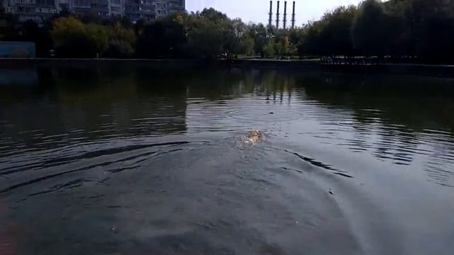 Doglike пуллер малый смотреть онлайн