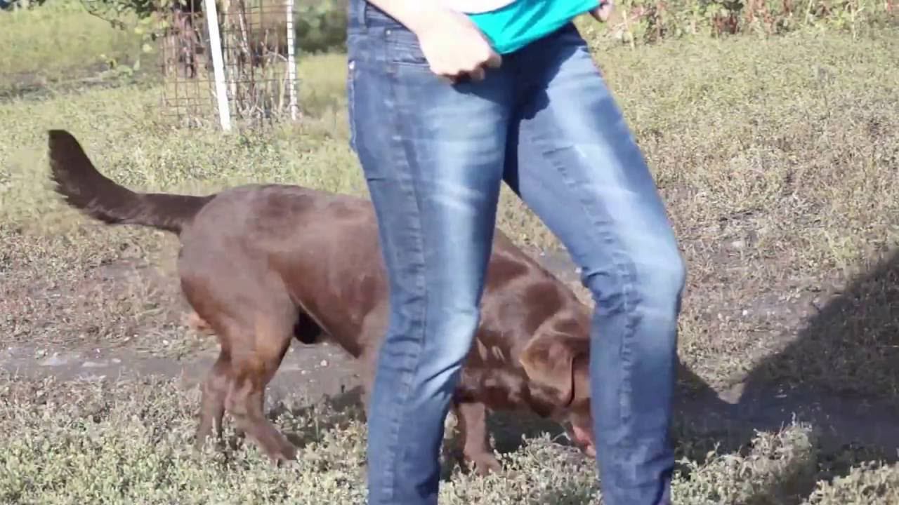 labrador chokolate male смотреть онлайн