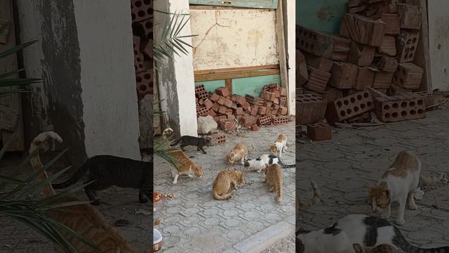 Добрый город Ухта кормит бездомных кошек в трущобах Египта...Твори добро... смотреть онлайн