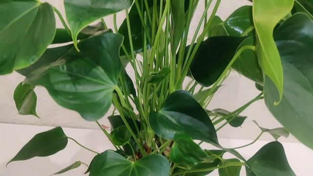 #ЦветыВместе Anthurium Leganza 21/85 (Full HD 1080p60 FPS) смотреть онлайн