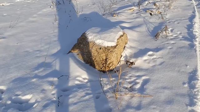 Подсолнухи LIFE - Видео блог. Один день работы, разбили машину, разрешения и присвоения адресов. смотреть онлайн