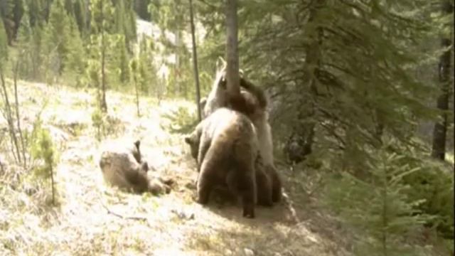 Так вот она какая Земная ось смотреть онлайн