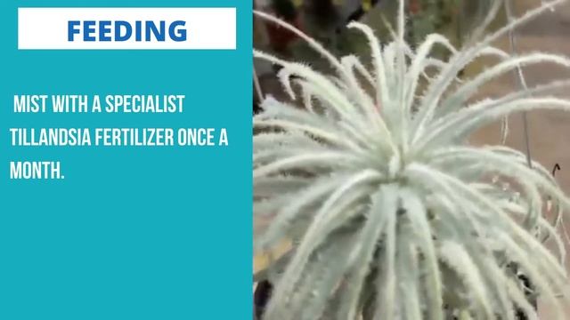 Tillandsia plant profiles - air plants care, tillandsia species: xerographica, bulbosa, cyanea смотреть онлайн