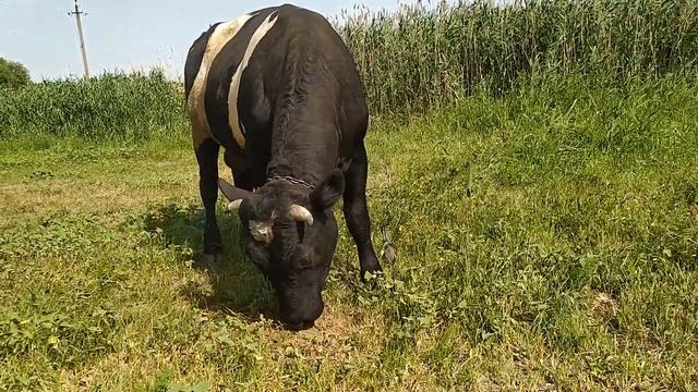 ПРОДАЛ БЫЧКА!!! А КАКАЯ ЦЕНА У ВАС НА ГОВЯДИНУ? смотреть онлайн