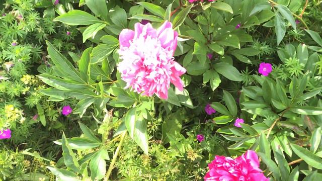 Pivoine de Chine herbacée 'Paeonia lactiflora Amabilis' Régale les yeux et le nez. смотреть онлайн