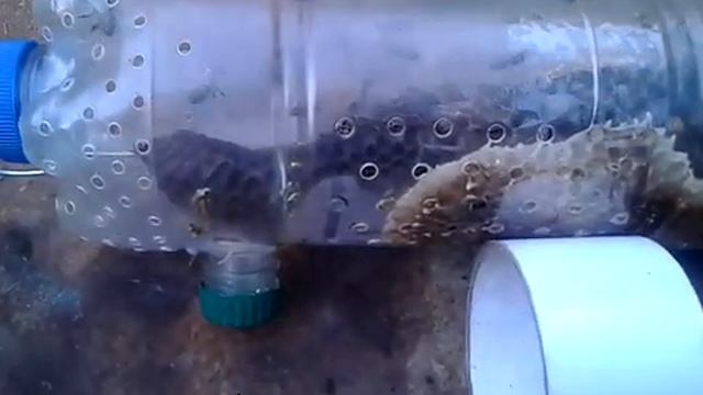 Изолятор матки Джинн,чудесное превращение в нуклеус для зимовки плодной матки. смотреть онлайн