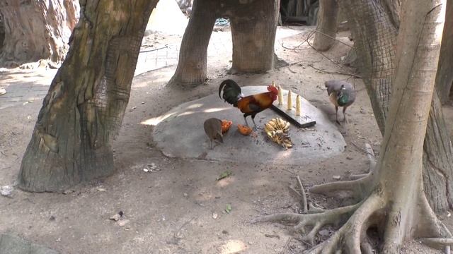 #14 Chiang Mai - Zoo смотреть онлайн