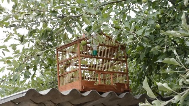 Певчие птицы смотреть онлайн