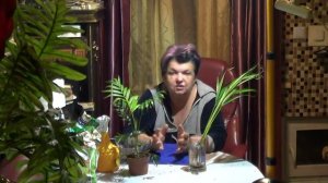 пересадка пальм. КАК ПЕРЕСАЖИВАТЬ ПАЛЬМЫ. ОСОБЕННОСТИ УХОДА ЗА ПАЛЬМАМИ