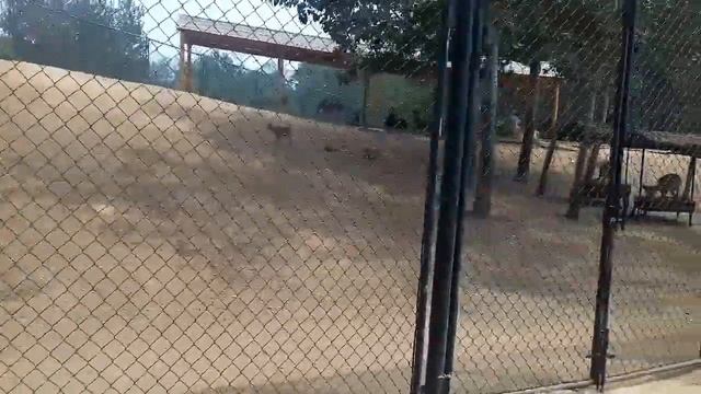 Далянь Dalian 大连 2019 Часть 5 - Зоопарк и фуникулер смотреть онлайн