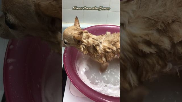 Чихуахуа купается. смотреть онлайн