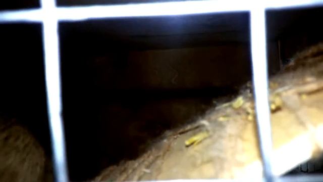 Содержание ГОМУНКУЛОВ - ДЕГУ! смотреть онлайн