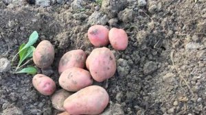 Картофель Сарпо Мира 2023  ч.1