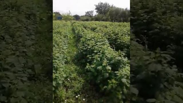 малина расстояние между рядами смотреть онлайн