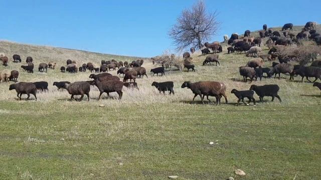 Овцы на пастбище. смотреть онлайн