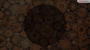 Грибы, их общая характеристика, строение и жизнедеятельность