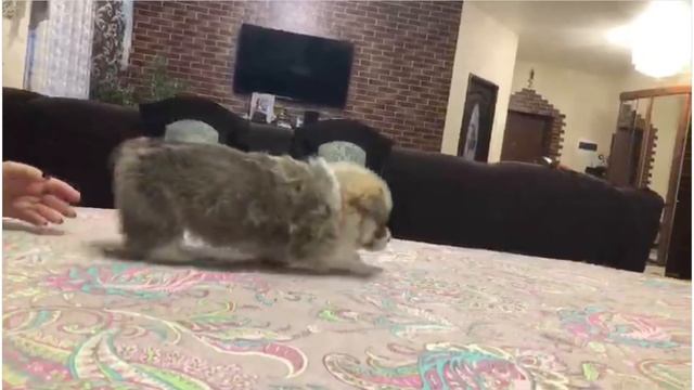 щенок вельш корги пемброк 5 недель смотреть онлайн