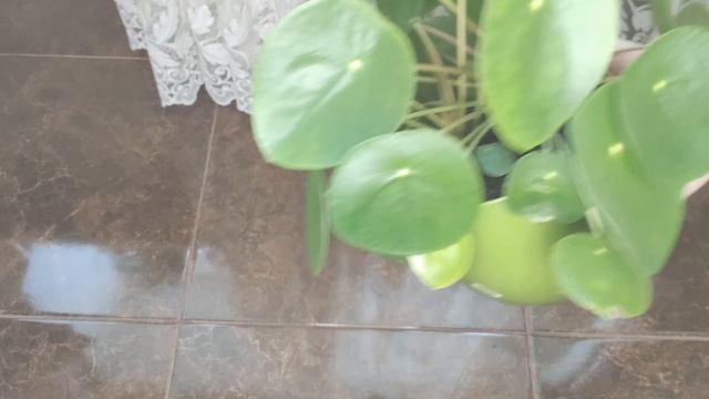 Комнатные растения. Обзор цветов на западном подоконнике. смотреть онлайн