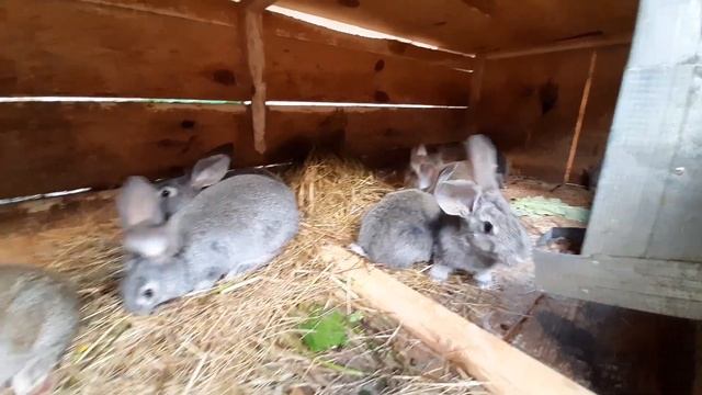Одсадка крольчат в 1,5 месяца. Загнутые уши. Имбридинг у кроликов. смотреть онлайн