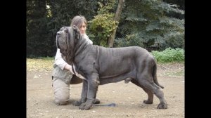 Неаполитанский мастиф Описание породы