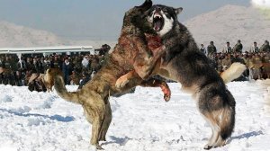 Бой ВОЛКА против АЛАБАЯ, два мощных зверя сразились в ЖЕСТОКОЙ схватке. Кто же победит?