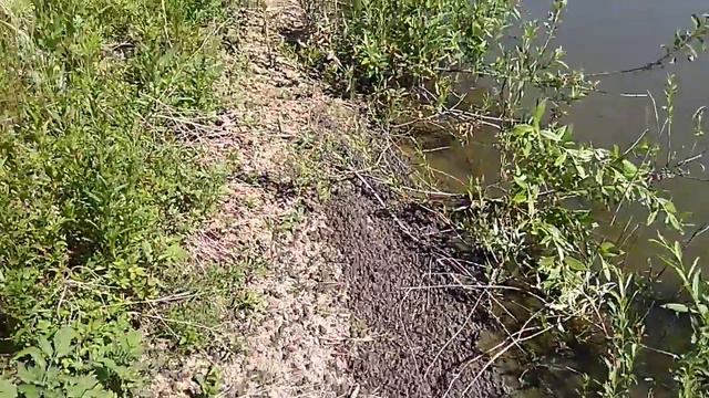 Нашествие лягушек смотреть онлайн