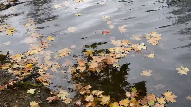 ОСЕНЬ КЛЕНОВЫЕ ЛИСТЬЯ ВОЛНЫ Футаж смотреть онлайн