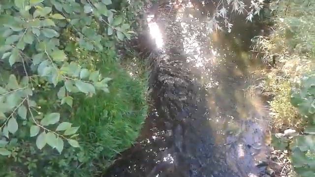 ВОДА БЛЕСТИТ| БОЖЬИ КОРОВКИ | ЛЯГУШКИ смотреть онлайн