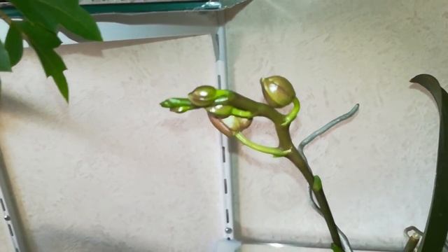 РАЗВЕНЧИВАЮ МИФ! ✌️#PHALAENOPSIS ГОЛДЕН ДИАМОНД И ЛАДА 15 ?❣️❤️?? смотреть онлайн