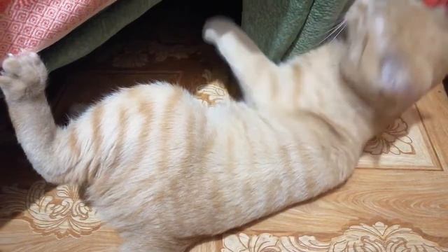 Похолодало Дерусь с котом Ночные заготовки смотреть онлайн