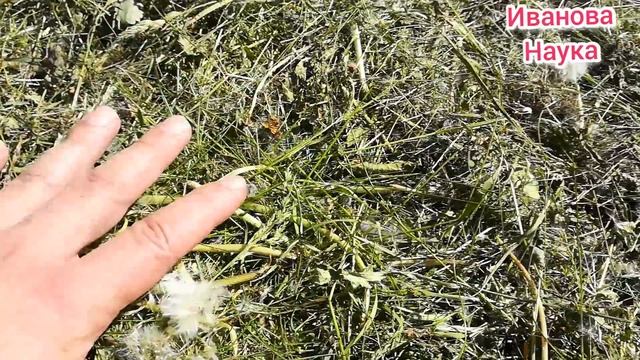 Мульча с одуванчиками и сорняками. А можно? смотреть онлайн
