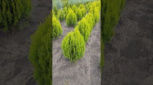 Туя Aurea Nana