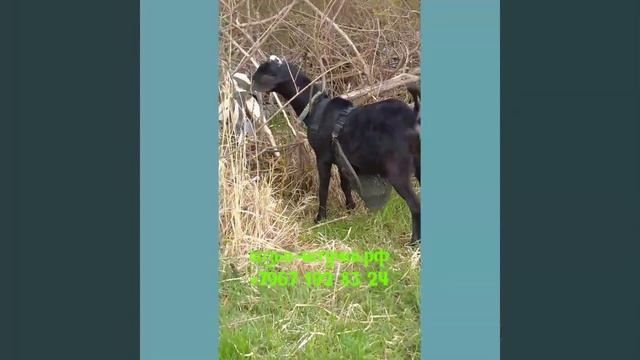 козьи-штучки.рф смотреть онлайн