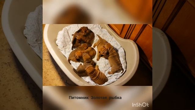 Щенки шарпея из питомника Золотая рыбка смотреть онлайн