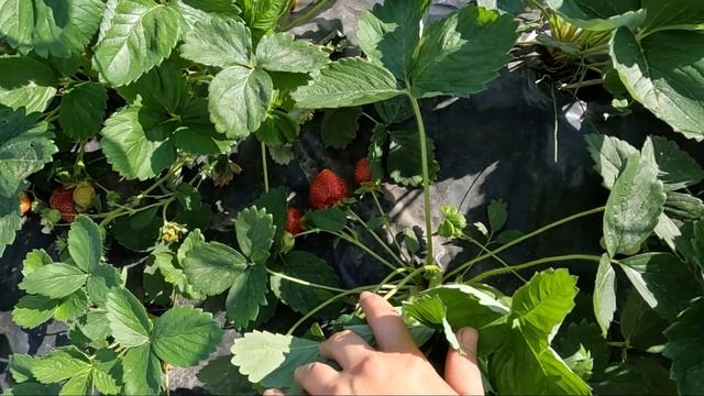 Клубника в Сибири. Выбор сорта и первый сбор. смотреть онлайн