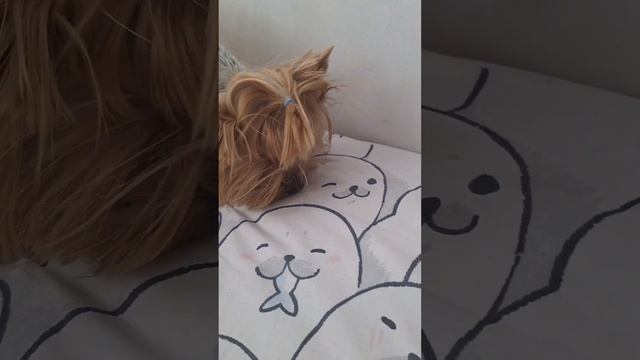 ЧЕЛЕНЖ С ПОП ИТОМ!! И ВЫБЕРАЕТ МОЯ СОБАКА смотреть онлайн