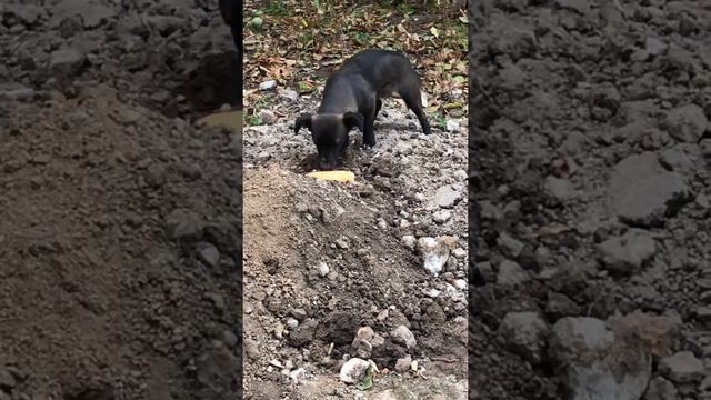 Собачка с Запорожской обласной Больницы