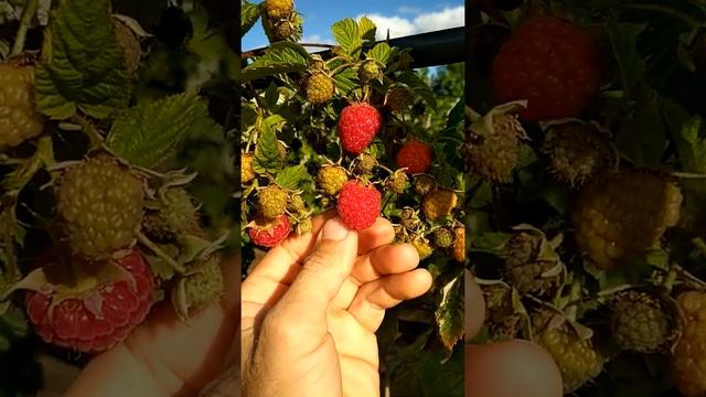 Маравилла. Размер. смотреть онлайн