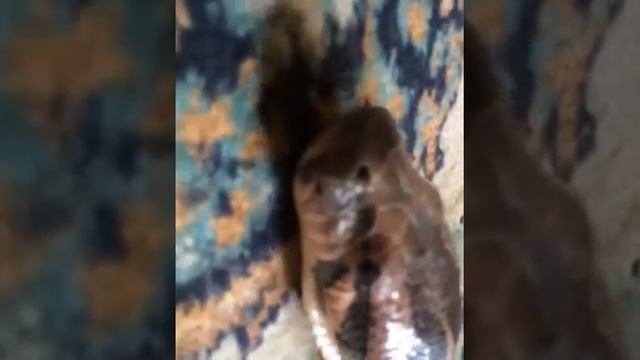 Шок! Самая длинная Змея смотреть онлайн