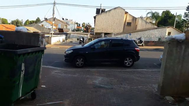коты мусорники в Израиле смотреть онлайн