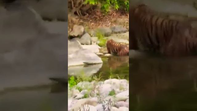 Tiger 🐅 bathing at river video#Short @Tiger video @Danger Tiger At Jim Corbett park смотреть онлайн
