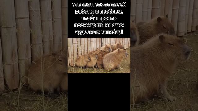 название съела капибара #мемы #shorts #мем #капибара #животные смотреть онлайн
