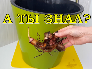 КАННЫ после зимы: САЖАЮ клубни в горшок???