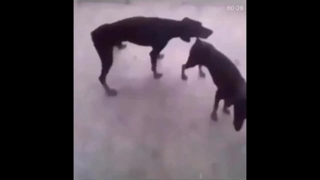 Собаки трахаются по блютузу под новый клип фейса смотреть онлайн