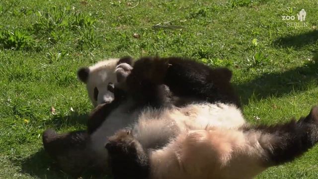 Rückblick: Zwei Jahre Pandabrüder im Zoo Berlin - Review: 2 years of Panda cubs at Zoo Berlin смотреть онлайн