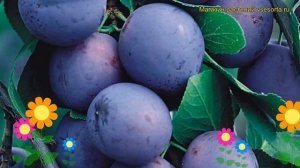 Слива домашняя Яичная синяя. Краткий обзор, описание prunus domestica Iaichnaia siniaia