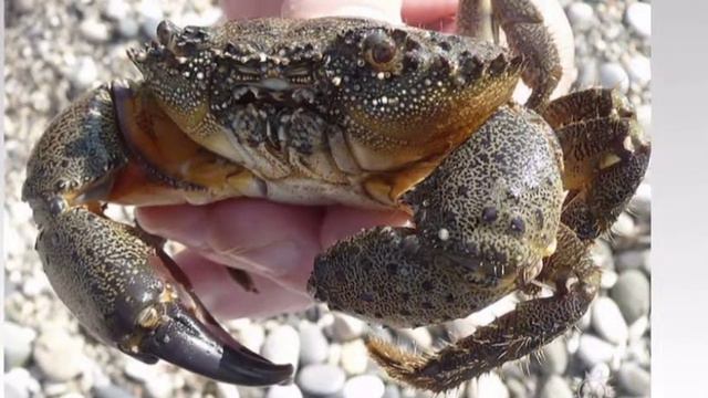 Осень 2014 Абхазия смотреть онлайн