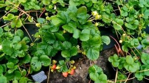 Новый супер урожайный сорт клубники НСД Амандин осенью 2021 года.